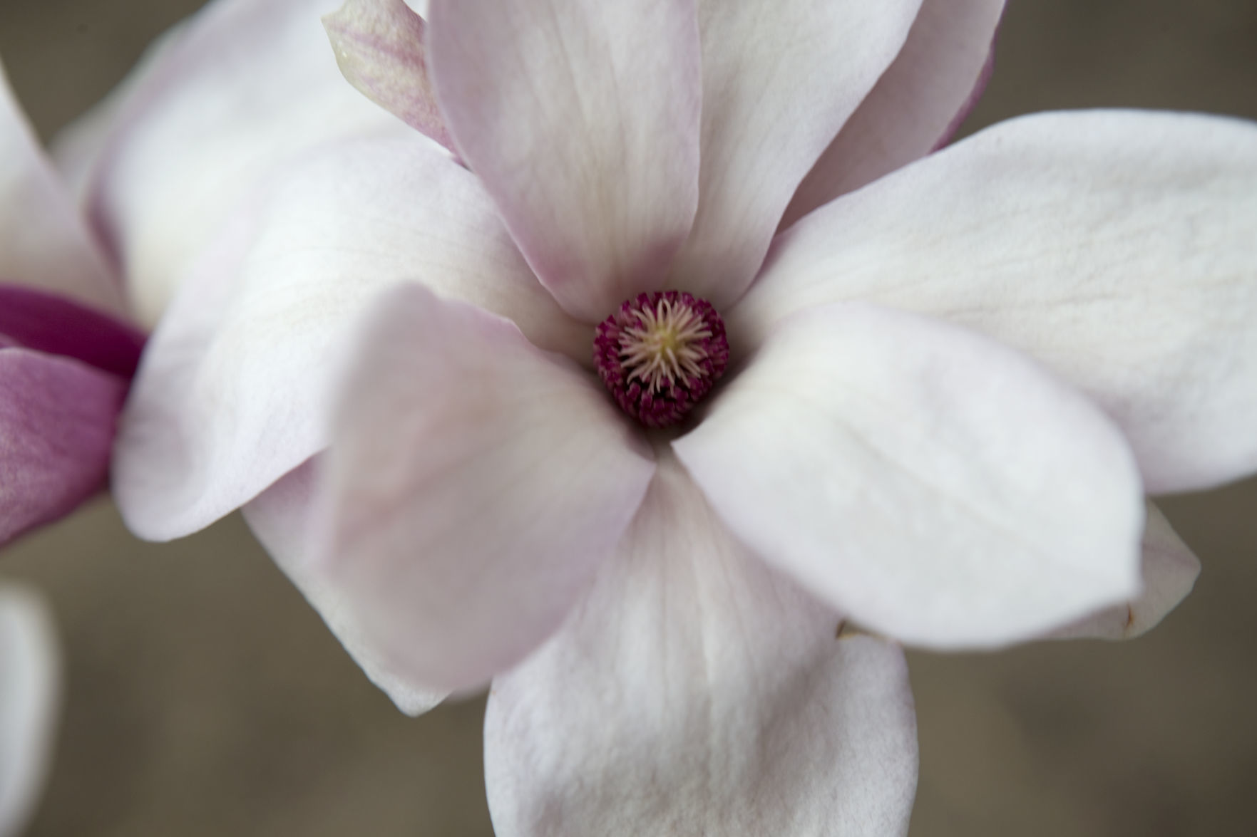 hr blooms 031020 p08